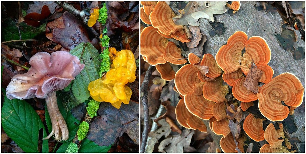 WINTER FUNGUS FORAY