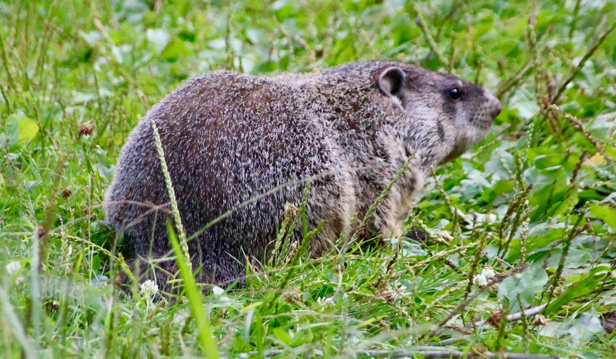 Groundhog Day Signs of Spring Walk