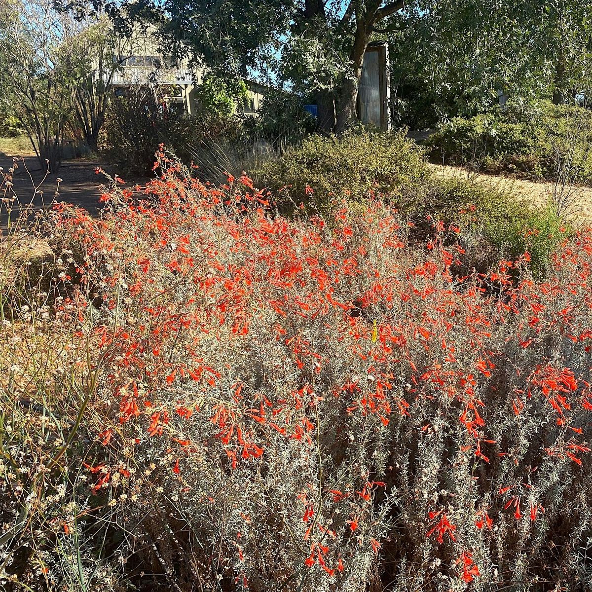 Native Plant Garden Volunteer Day at the Laguna Environmental Center
