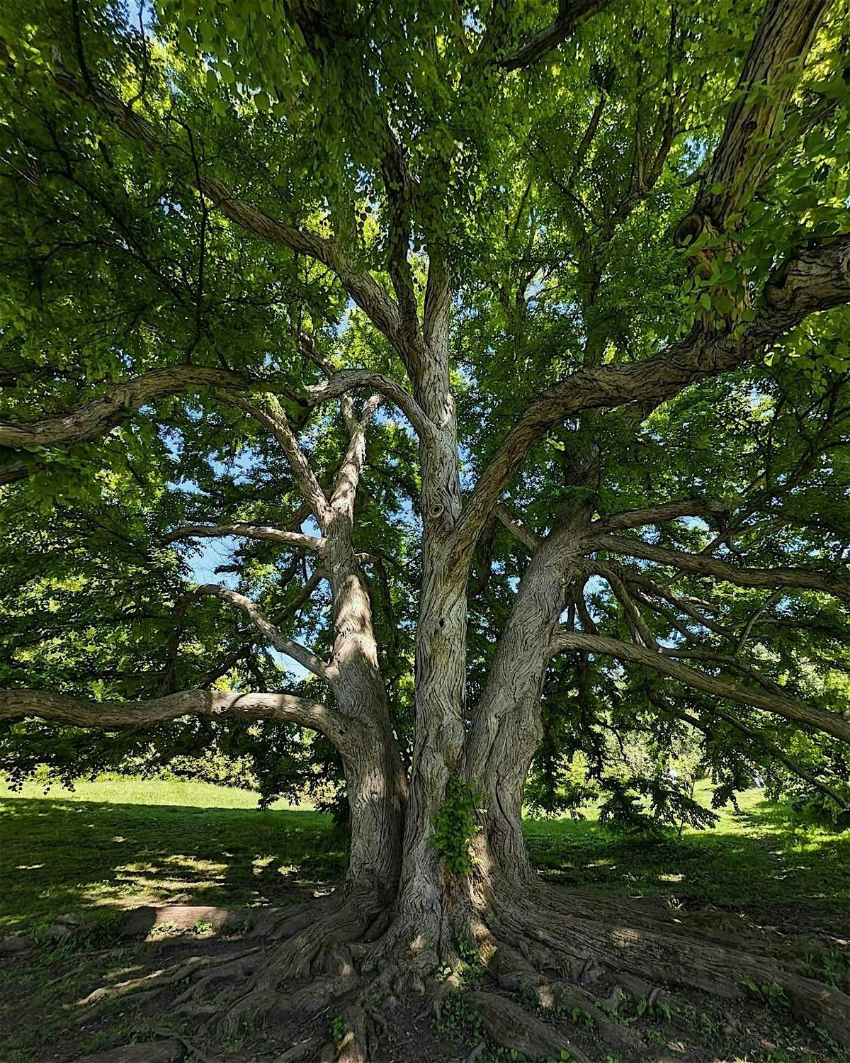 Highland Park Public Walk with Lilac Nature Connection