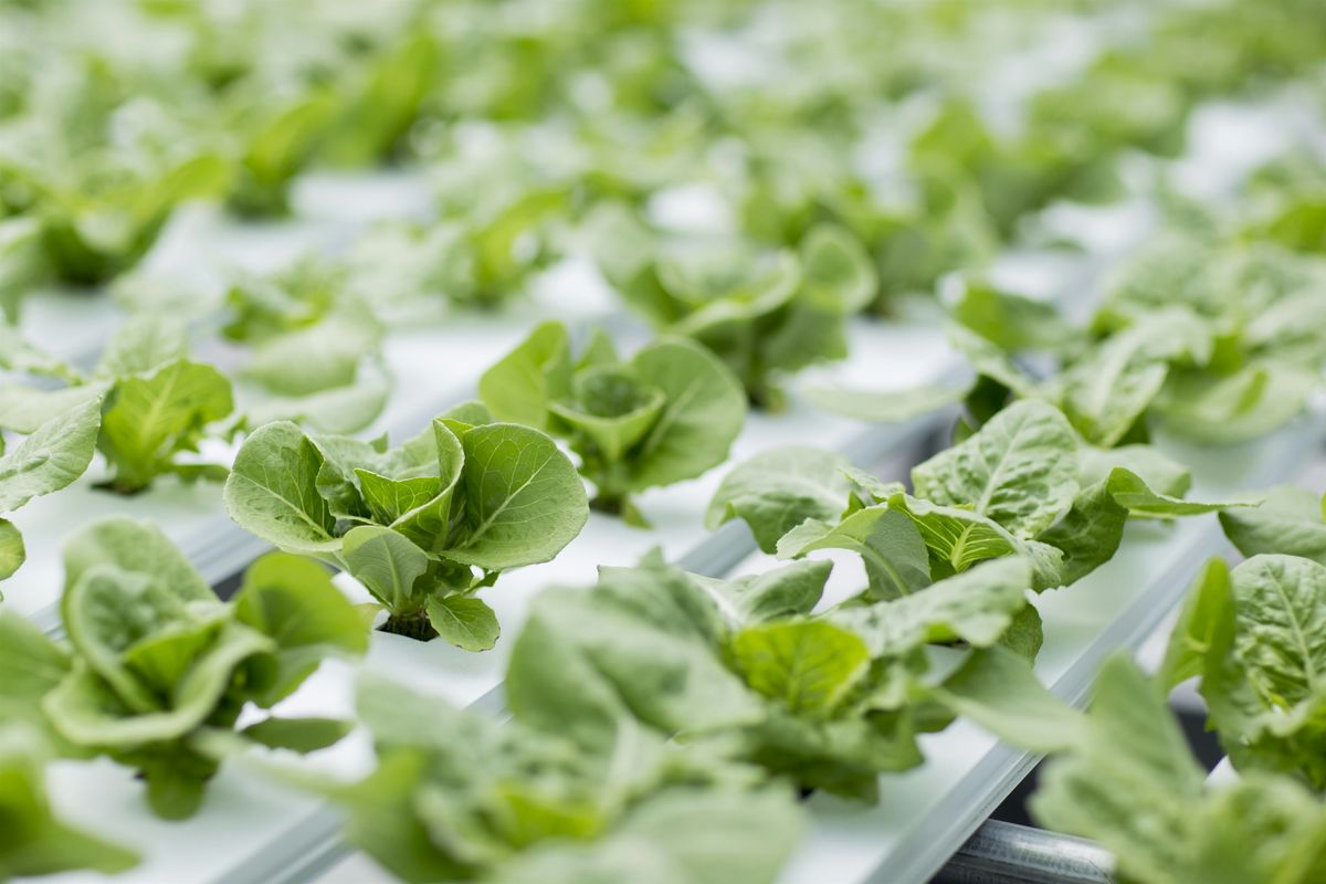 Hydroponics basics