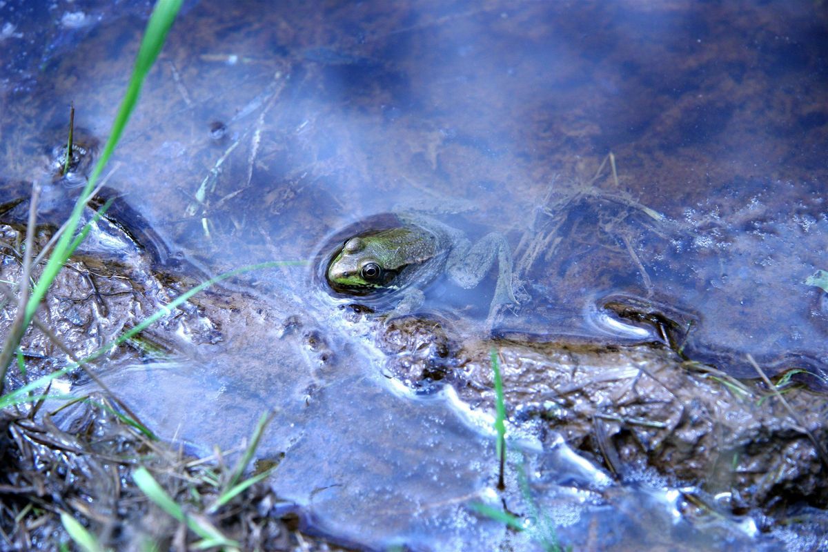 A "Peep" at Vernal Pools