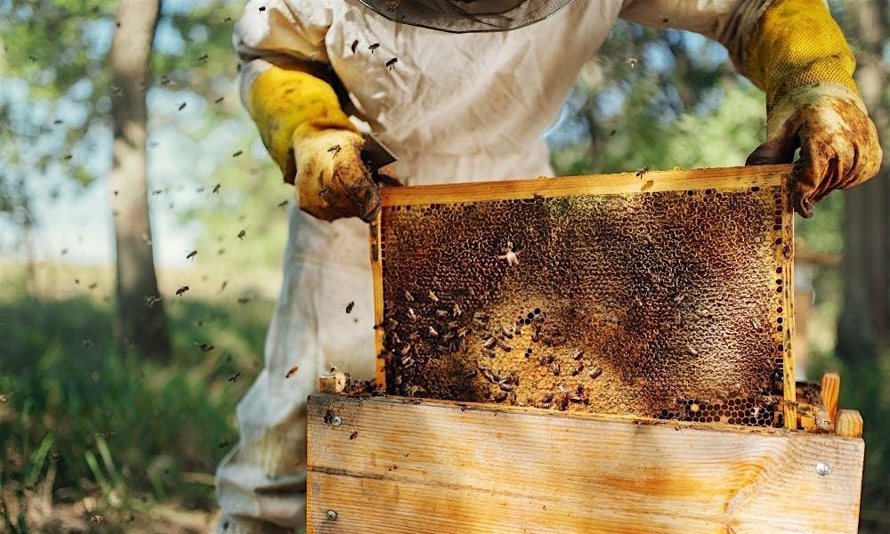 Introduction to Urban Beekeeping
