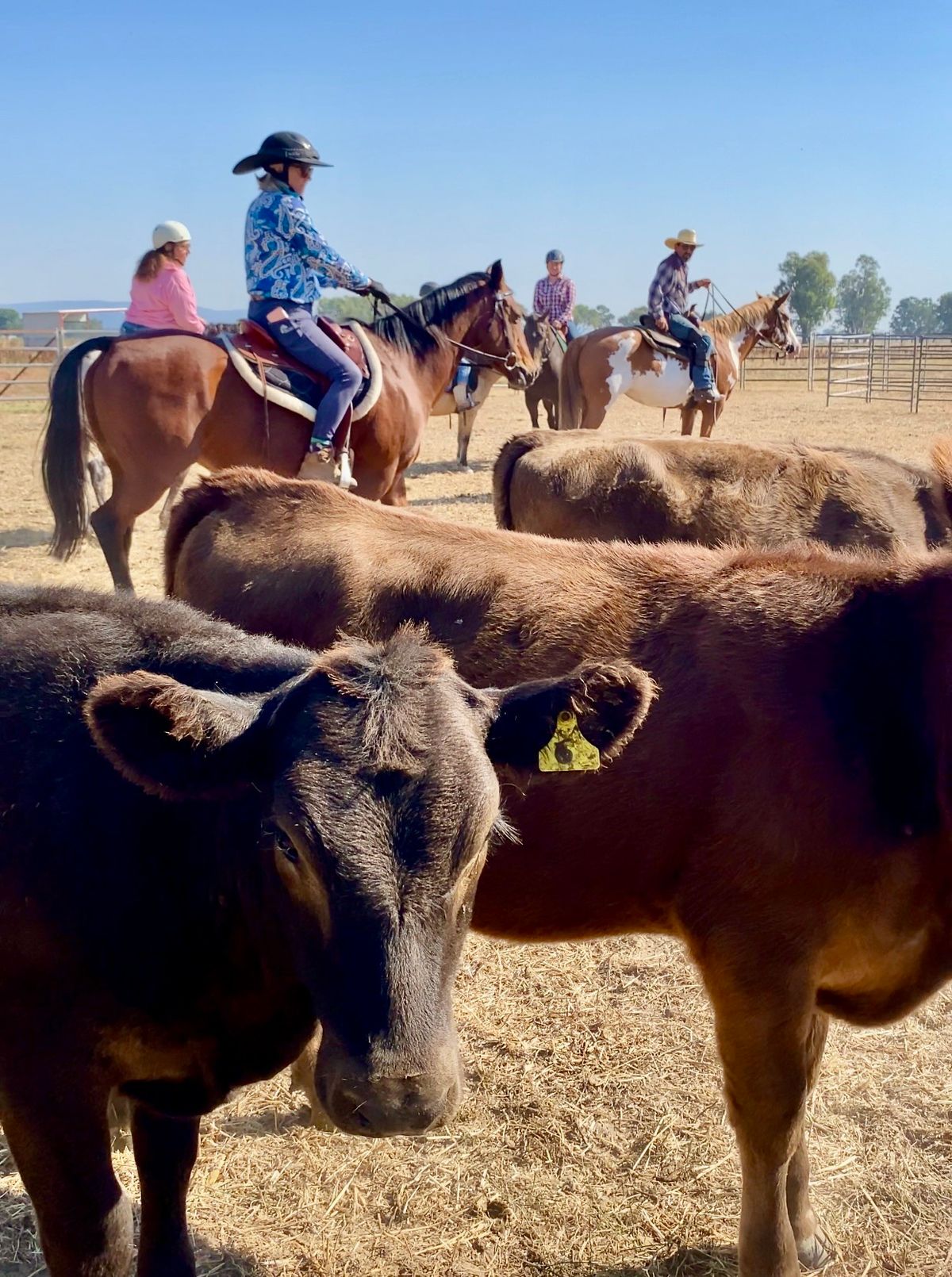 Cowboys Round Up \/ Beginners Cattle Clinic 