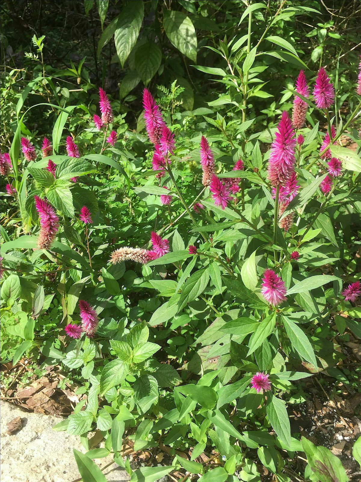 Right Plant in Every Place @ Estero Rec Center