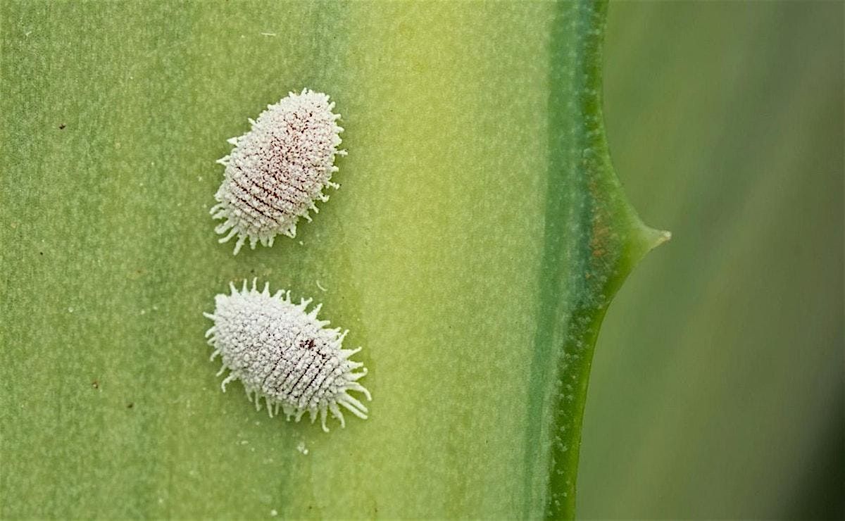 Sundays with Sara: Dealing with Houseplant Pests