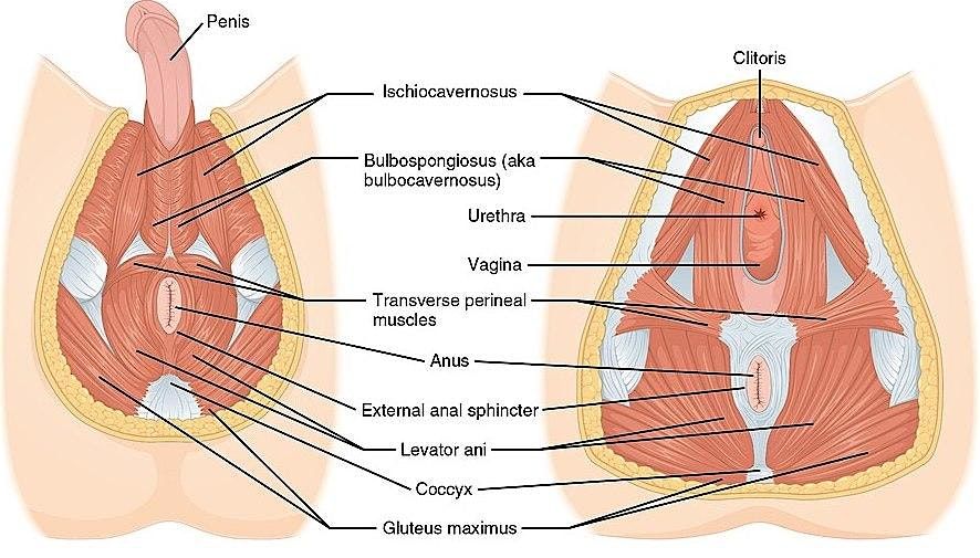 Strengthen Your Pelvic Floor with Yoga!