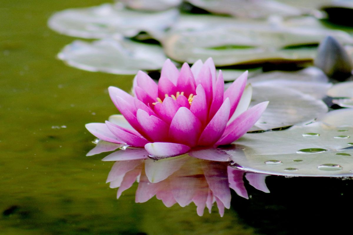 Yoga Nidra, Guided Meditation for Rest and Healing - A Workshop
