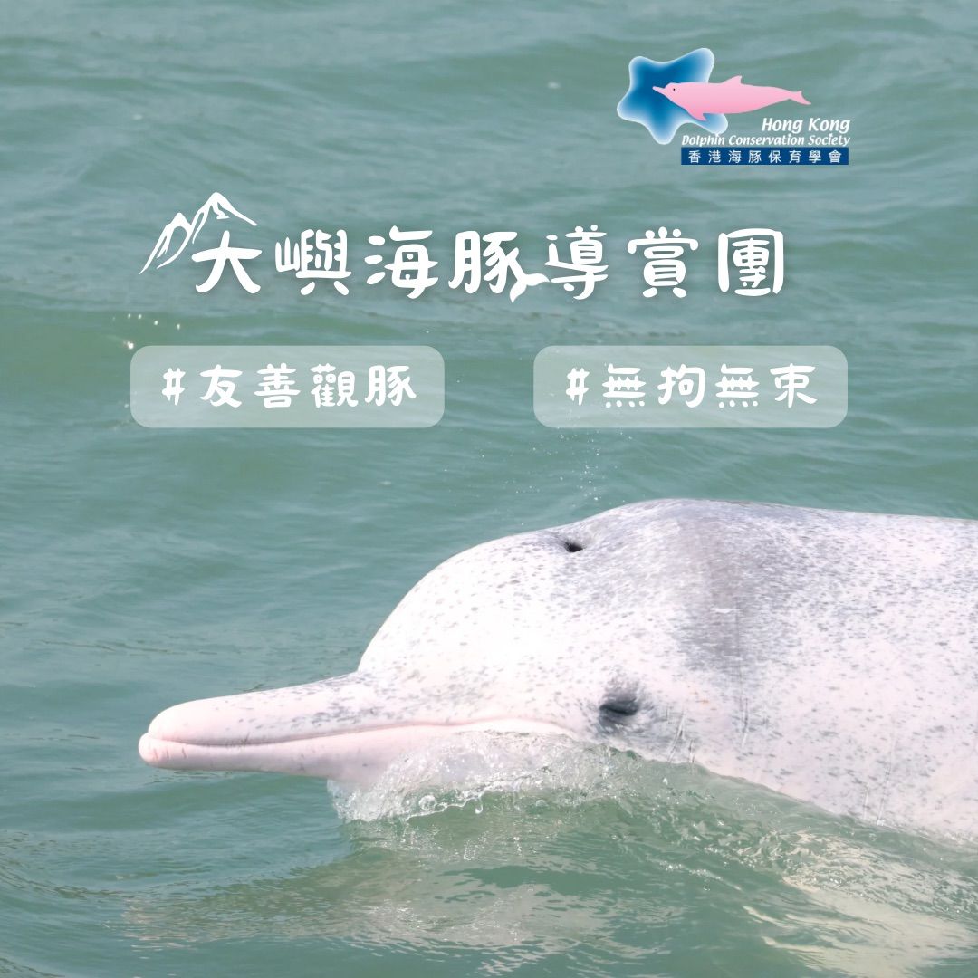 \u5927\u5dbc\u6d77\u8c5a\u5c0e\u8cde\u5718 (1\/3) HKDCS Lantau Dolphin Guided Tour 