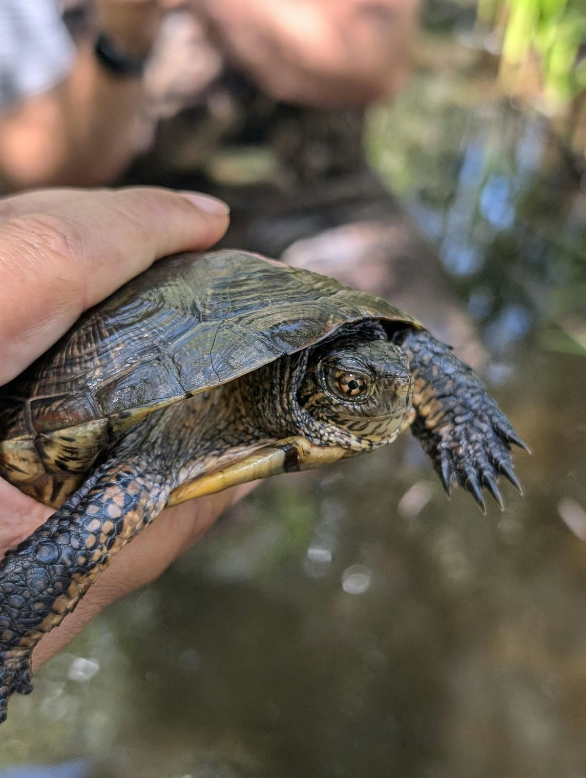 Conservation Conversation: A Special Home For A Special Turtle!