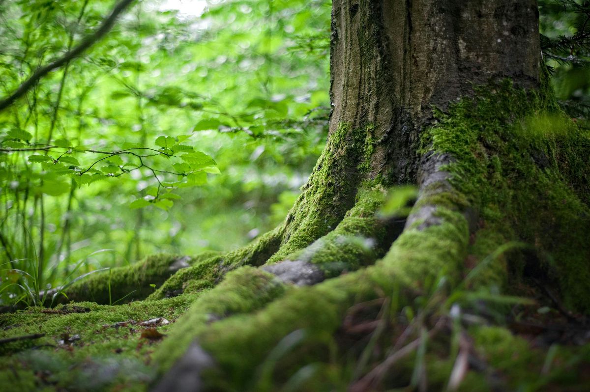 Garddwriaeth a Chadwraeth \/ Horticulture and Conservation