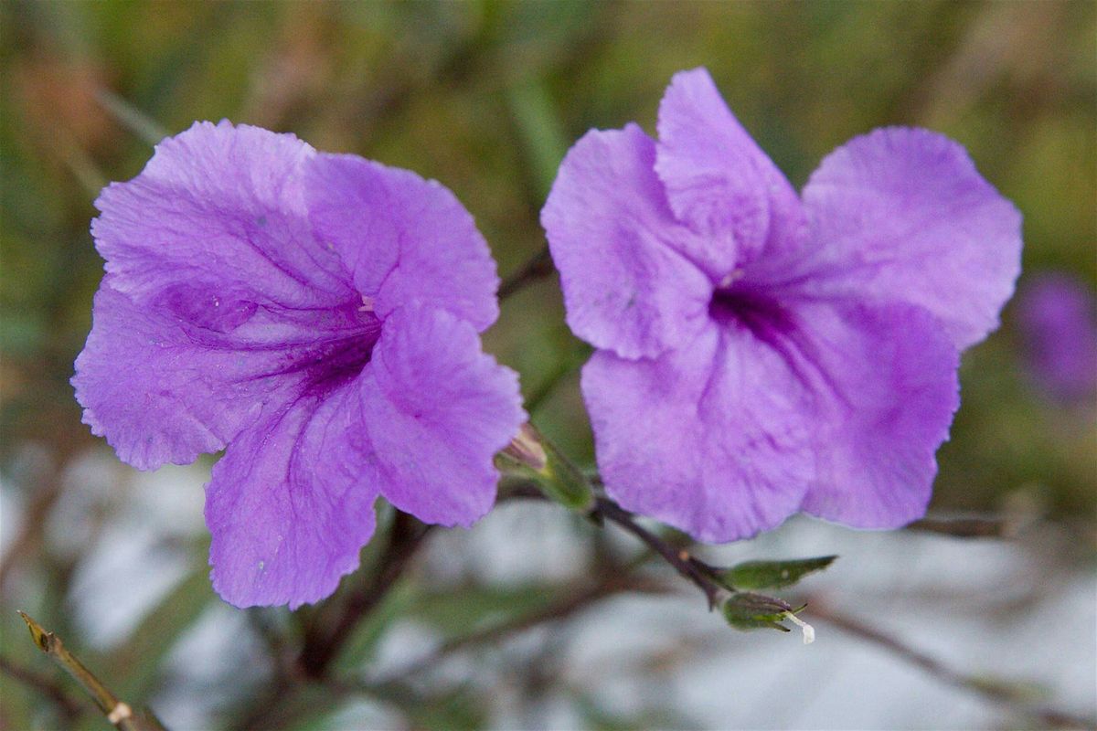 08-28-2025 Plant This, Not That! Alternatives to Common Invasive Plants