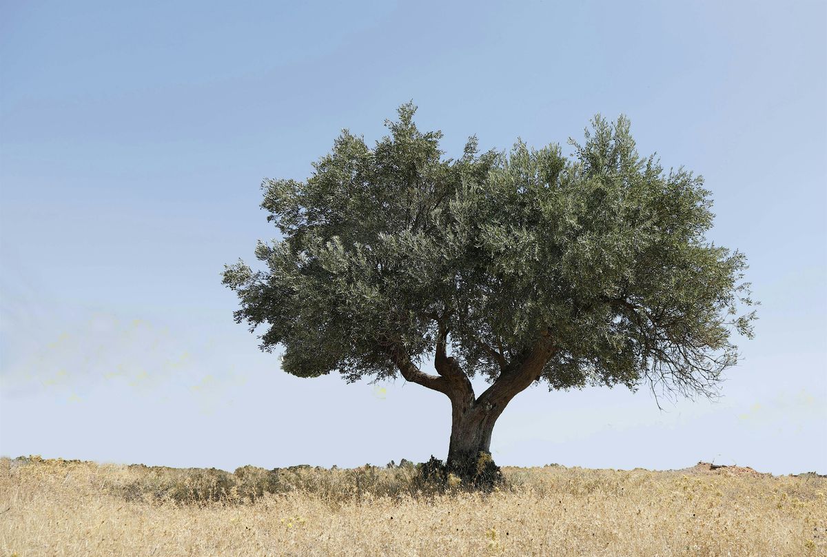 Discussing Decolonisation: Cultural and Environmental Activism in Palestine