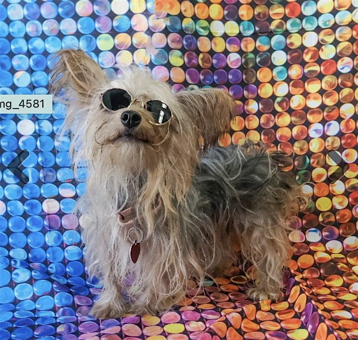 Paws & Rewine Milo Fundraiser:Dance Show, Appetizers Dogs in Disco Costumes
