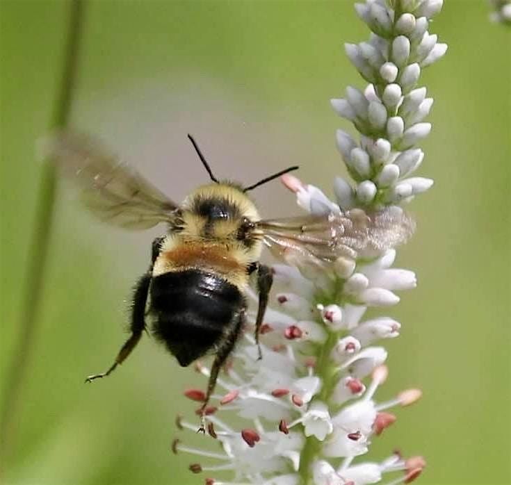 Buzz in Our Garden: Helping Wisconsin\u2019s Threatened Bumble Bees