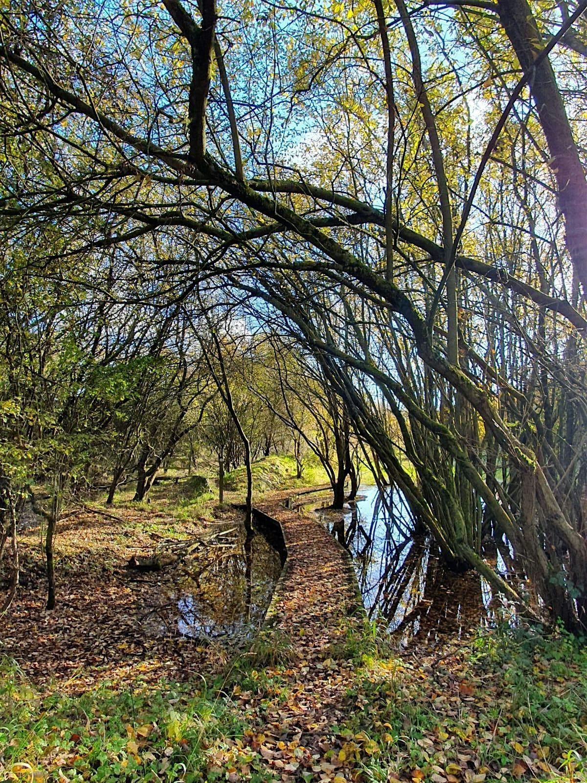 Guided Tour of Pitstone Fens - College Lake, Saturday 22 November