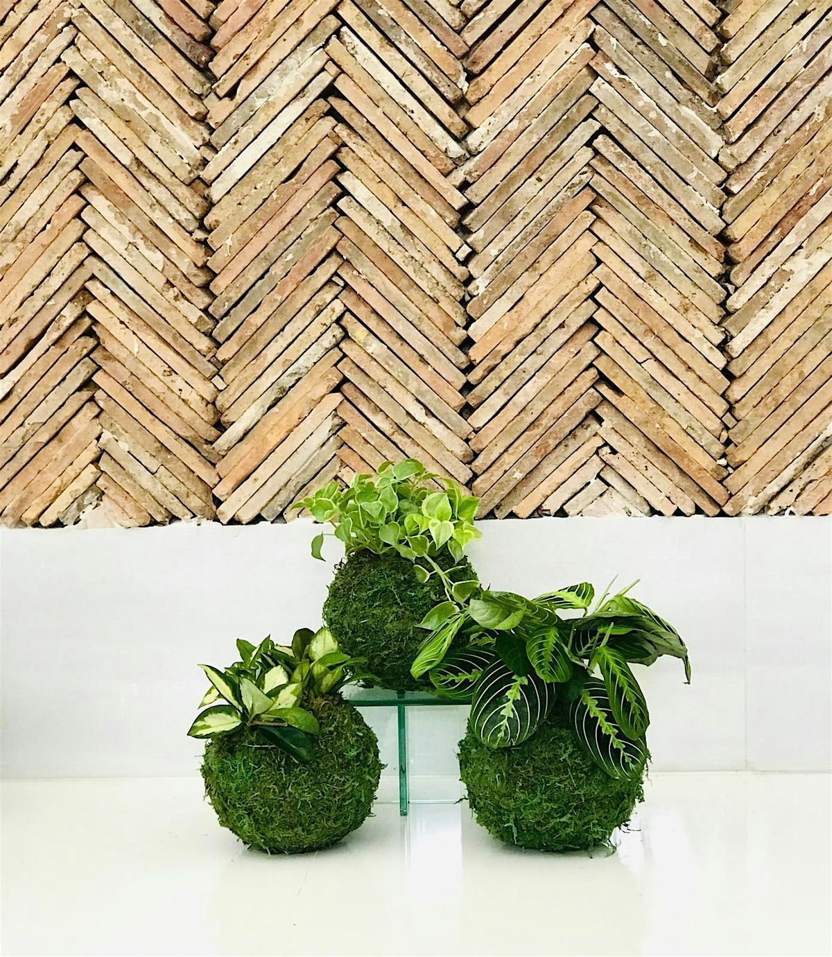 Exclusive Kokedama Class