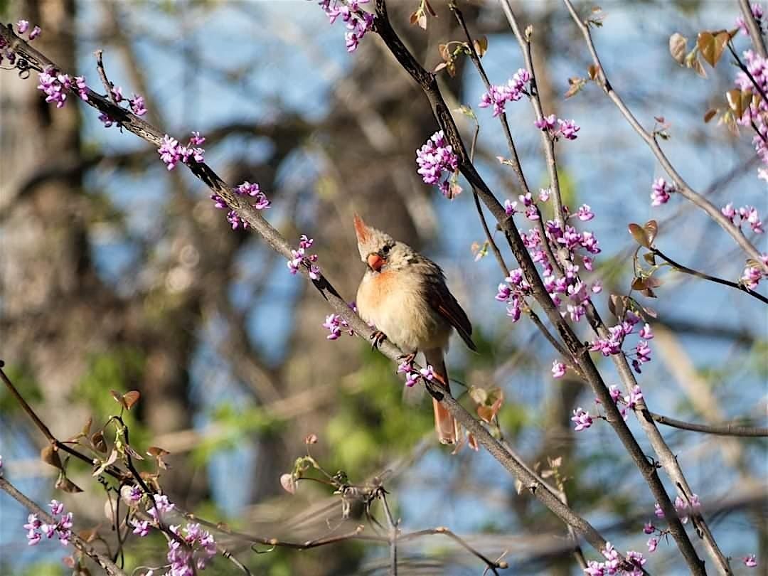 Mindful Bird Walk & Forest Bathing with Camp Fire & S'Mores