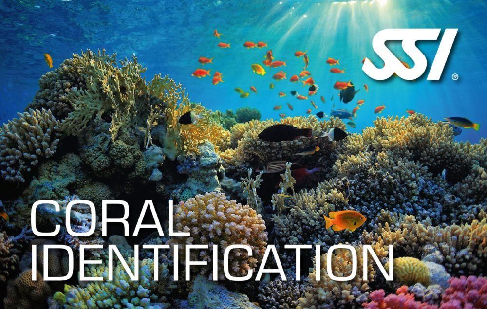 Coral Identification Class (In-person or virtual)