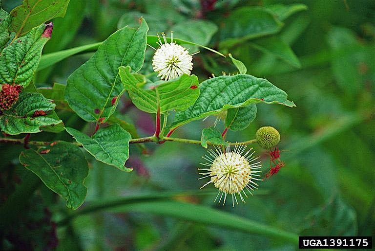Coastal Dune Lake Native Plant Tour