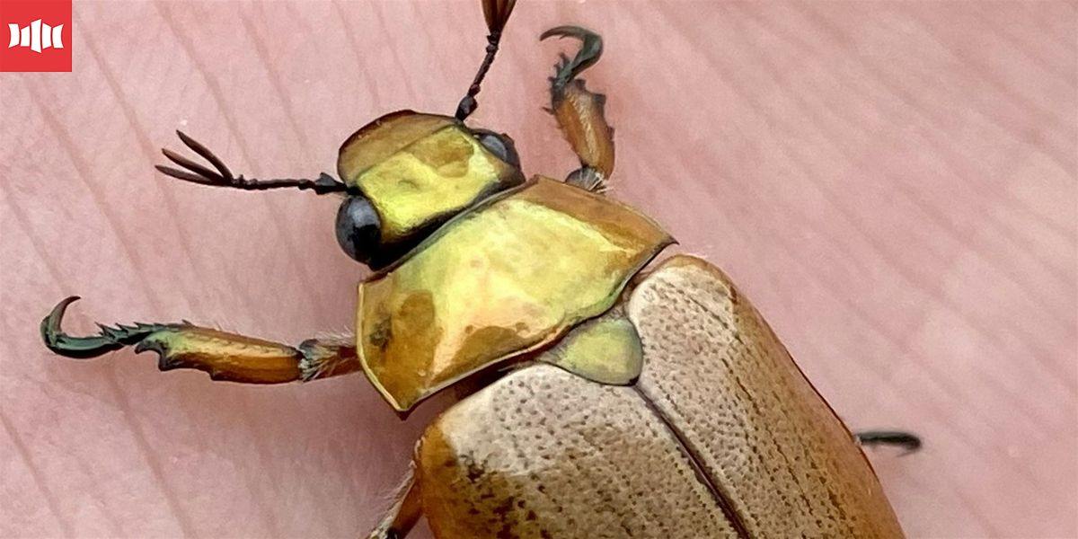 Nature Matters: The Christmas Beetle Mystery