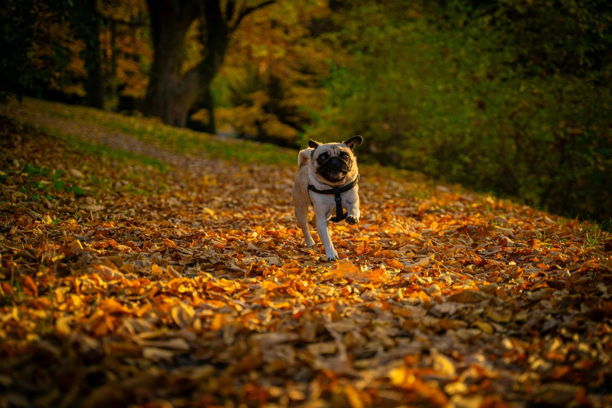 Pug Meetup in Eau Claire