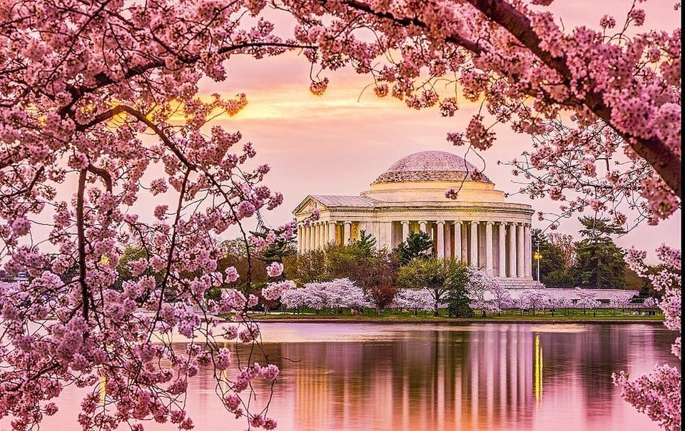 Cherry Blossom Festival Tour, Washington, DC, 9 April 2022