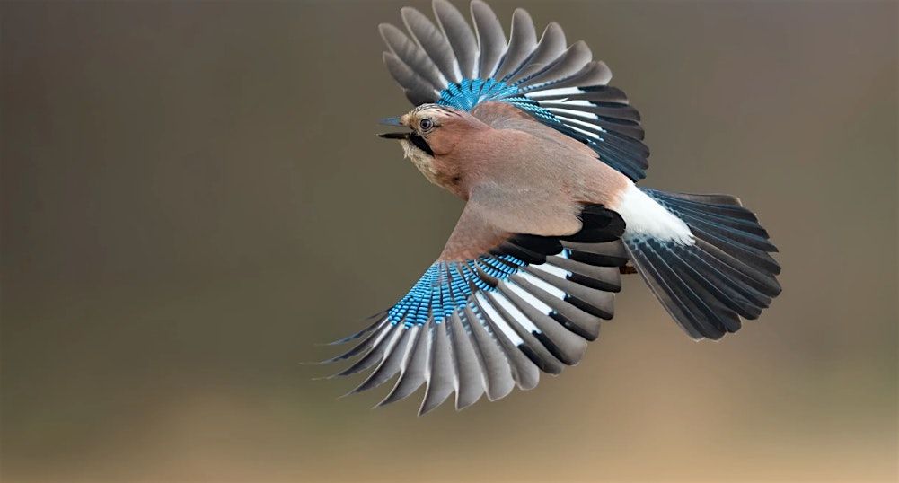 Understanding Bird and Bat Habitats
