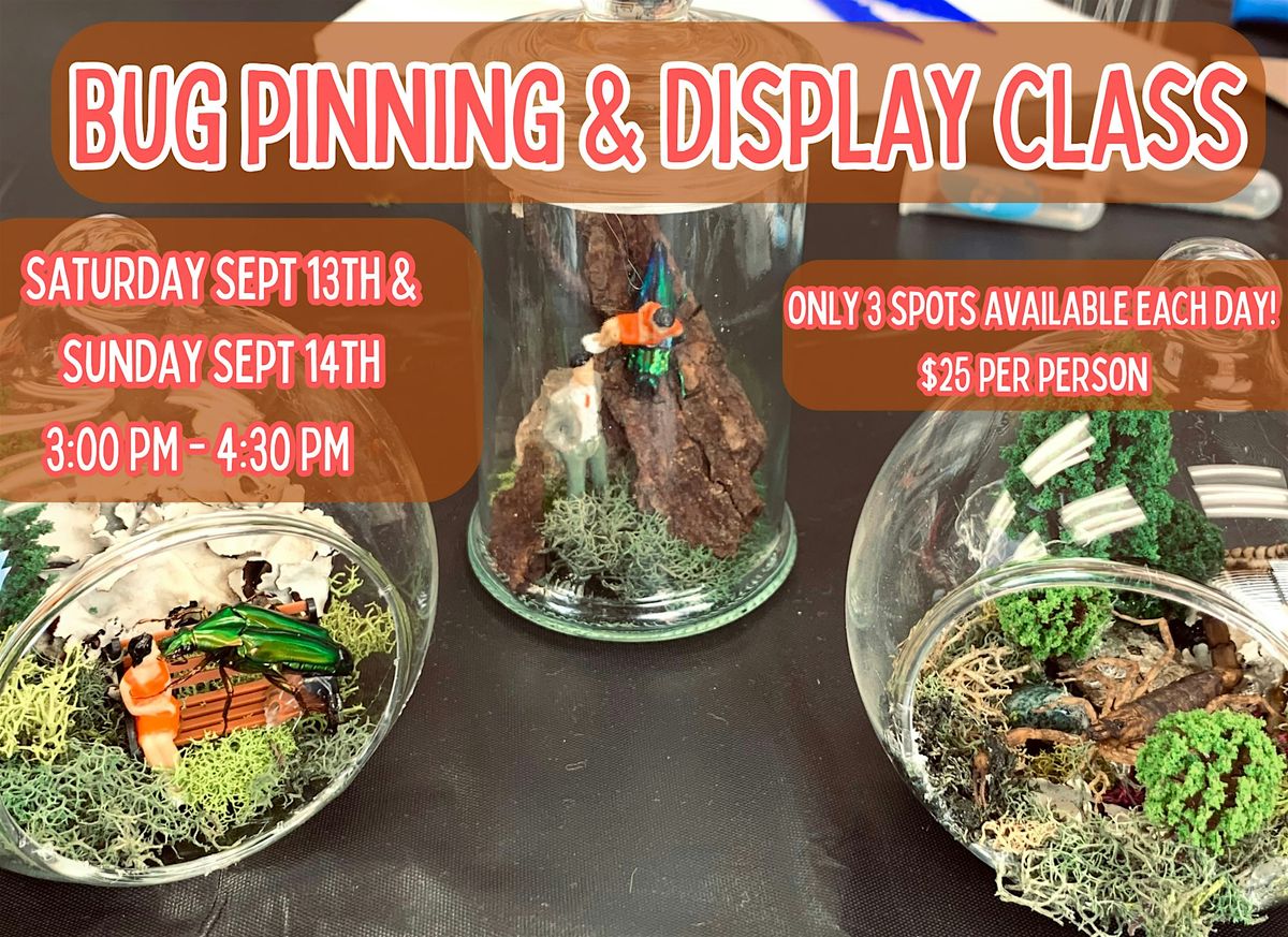 Bug Pinning & Display Class - September 2025