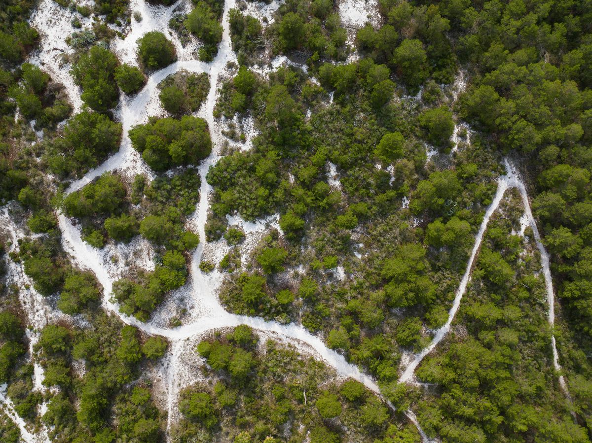 Florida Scrub Nature Walk : Exploring an Ancient Ecosystem