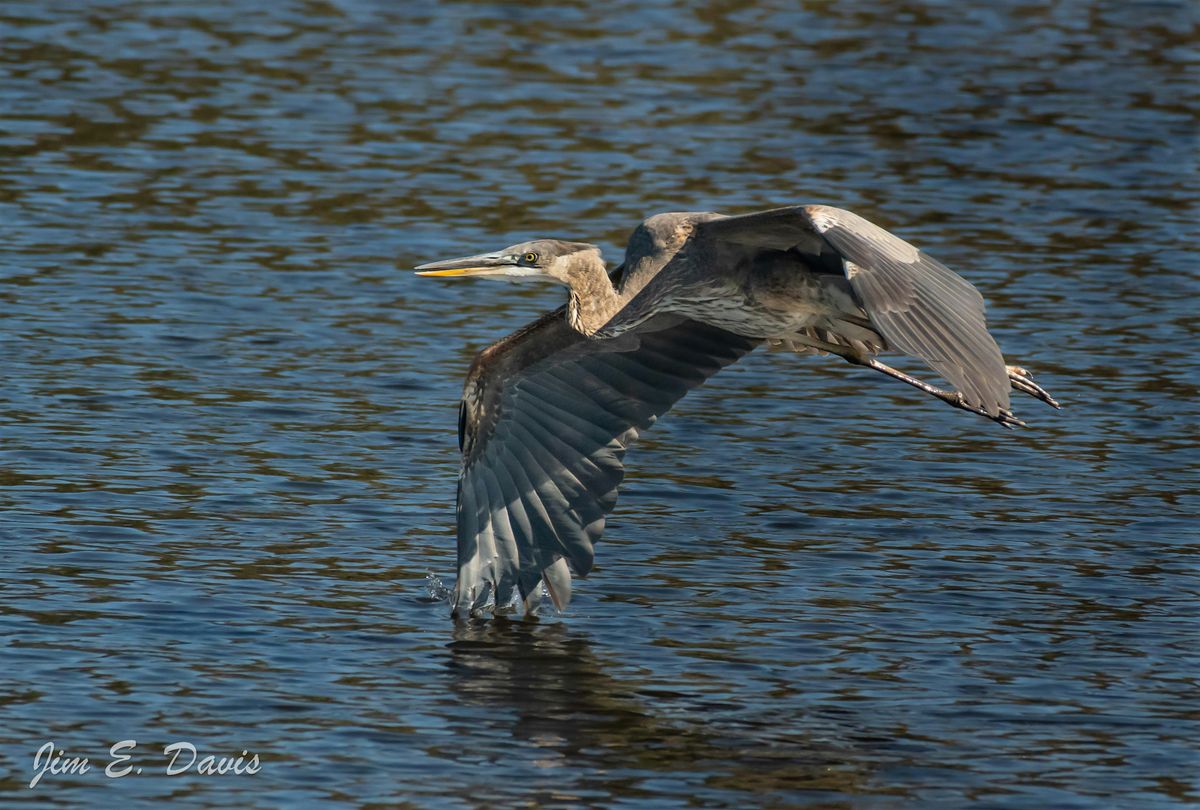 WISE Nature Walks: Lake Sumter Landing