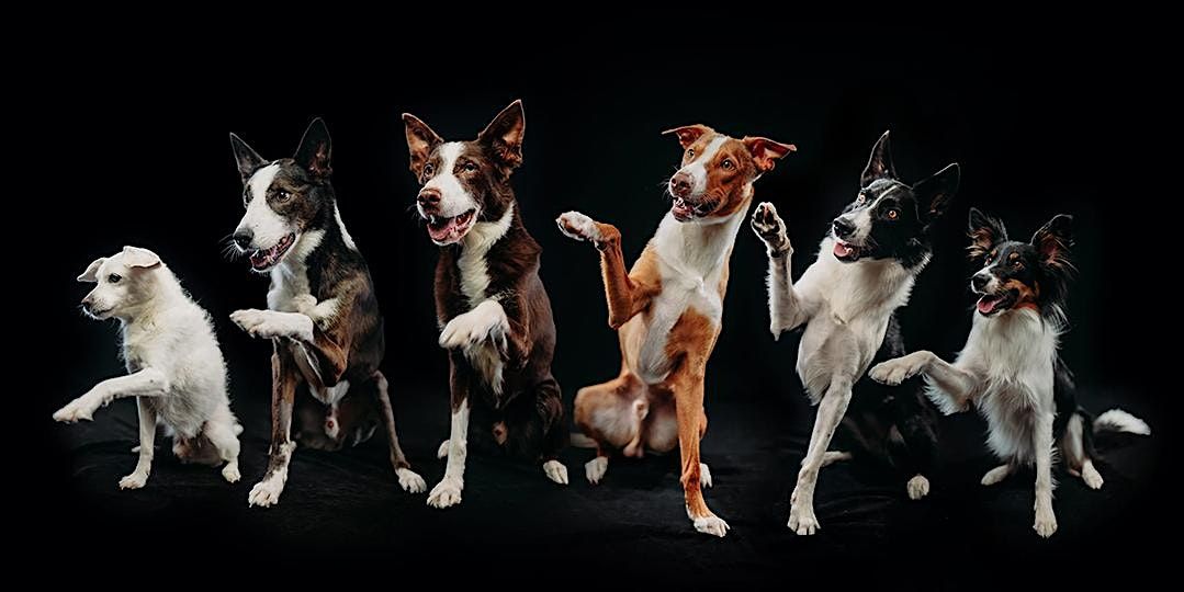 Creative Pet Photography Workshop  with Anabel DFlux - Los Angeles