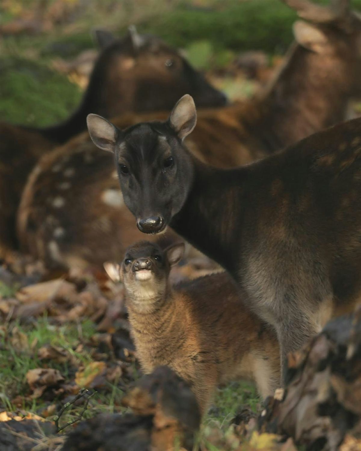 Tea and Talks: Camels, deers and goats
