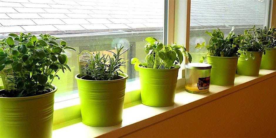 Indoor and Container Gardening 101