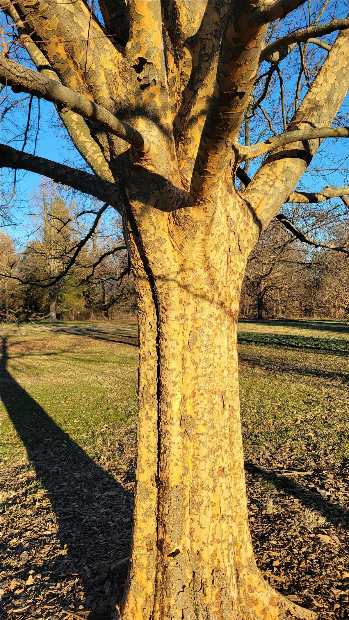 Horticulture Culture: Unique Bark