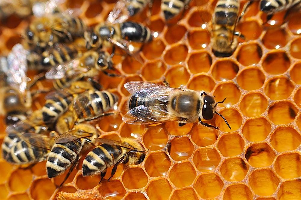 All about Honeybees