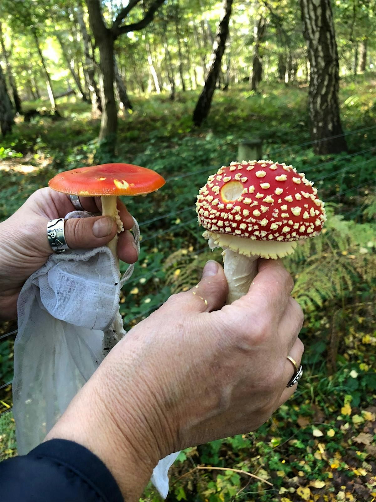 Autumn foraging wander, lunch & wild medicine workshop