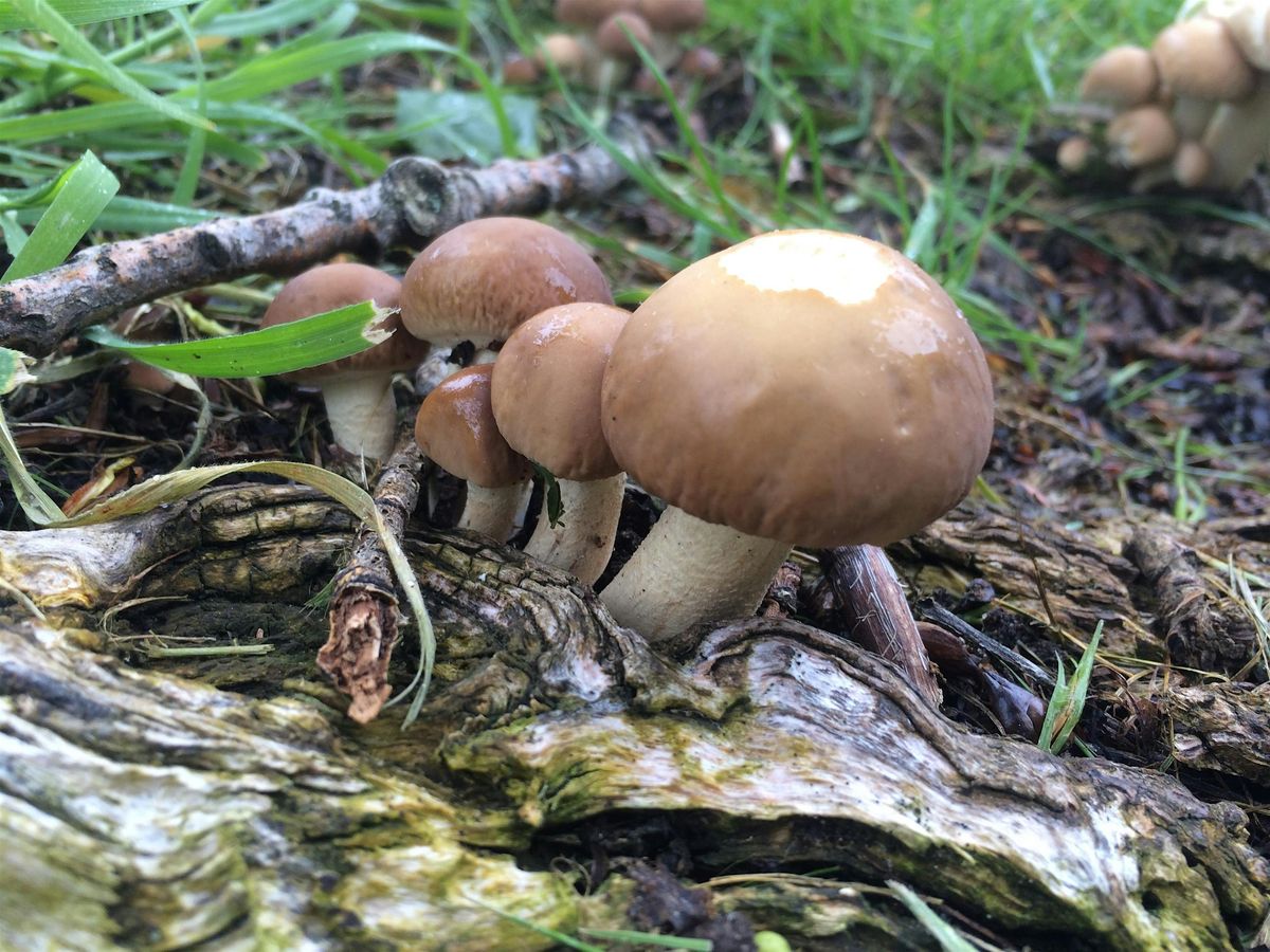 Foraging with Wild Food UK Bitts Park, Cumbria 14th March.