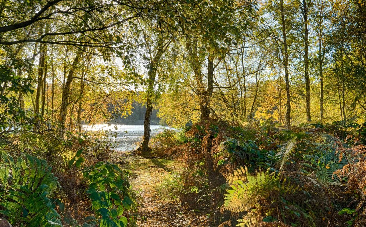 Fentastic Fungi Walk for 13+