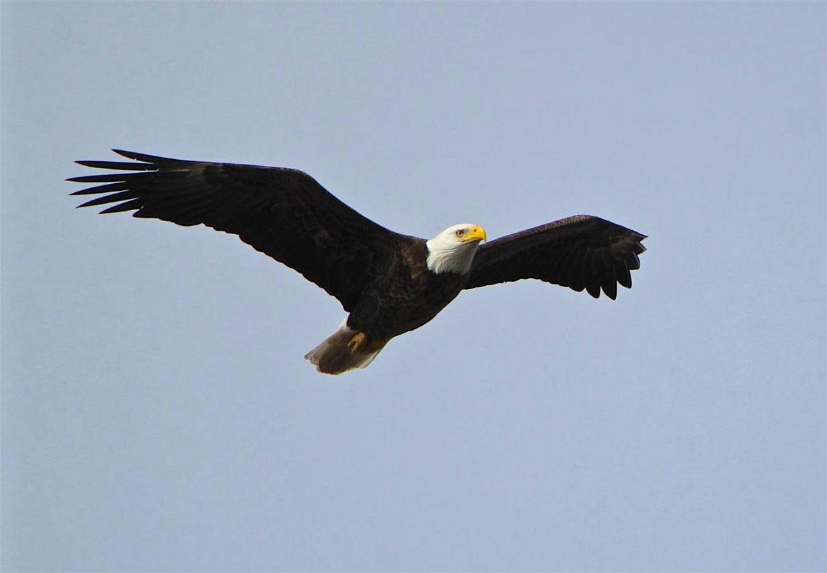 Raptors on the River