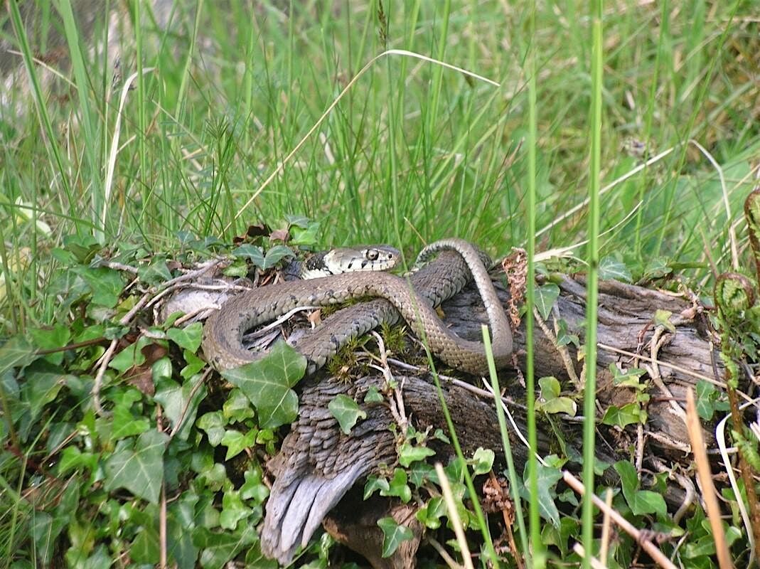 An Introduction to UK reptile ID and Ecology