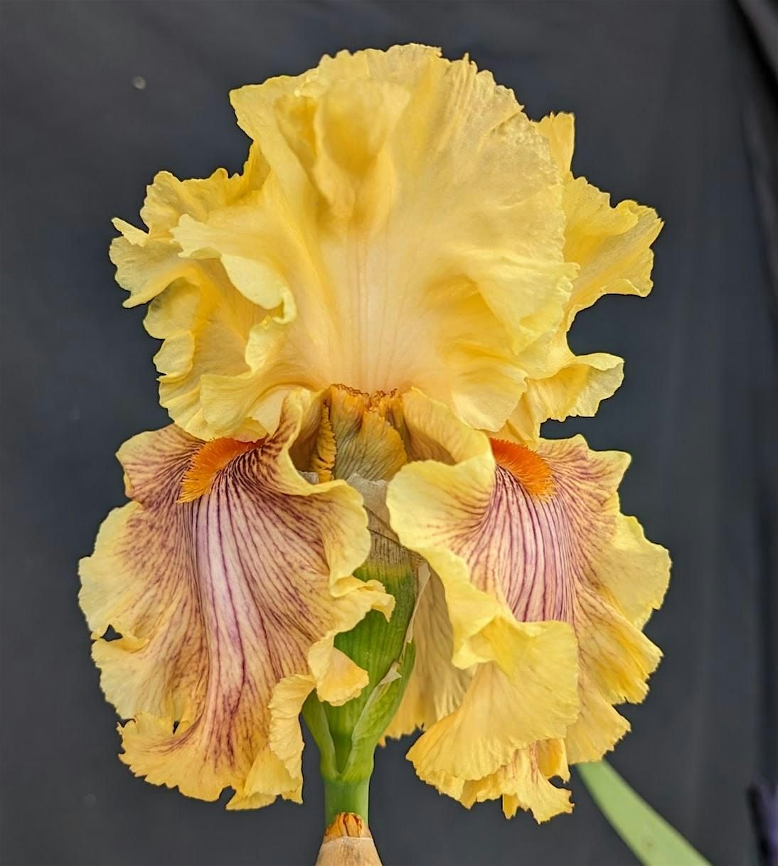 Mt Diablo Iris Society Spring Show