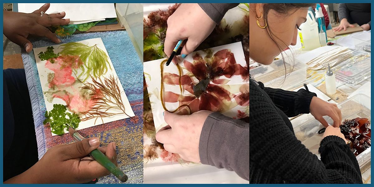 Seaweed & Cyanotypes - 4 Session Workshop