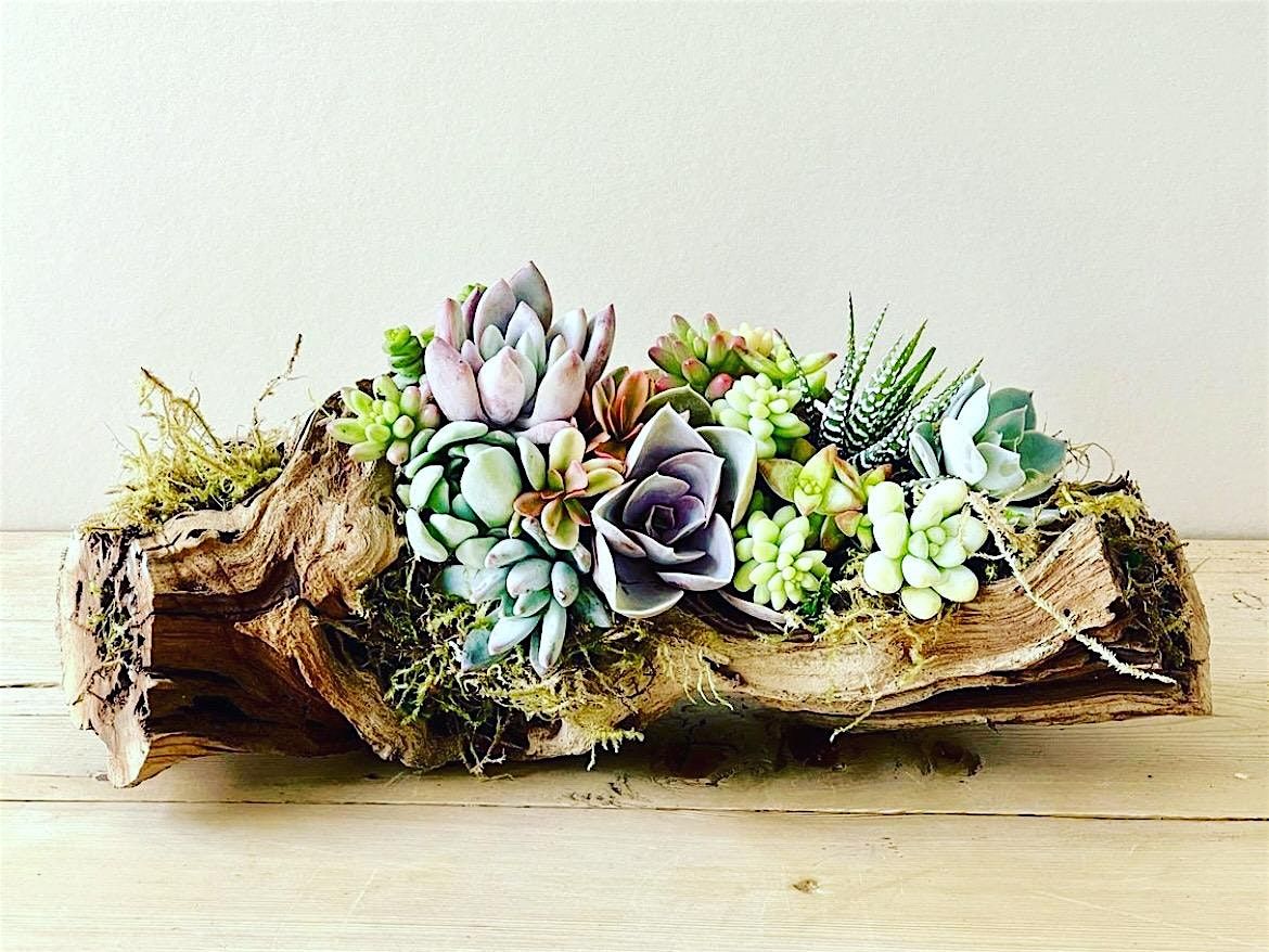 Succulent Driftwood Centerpiece