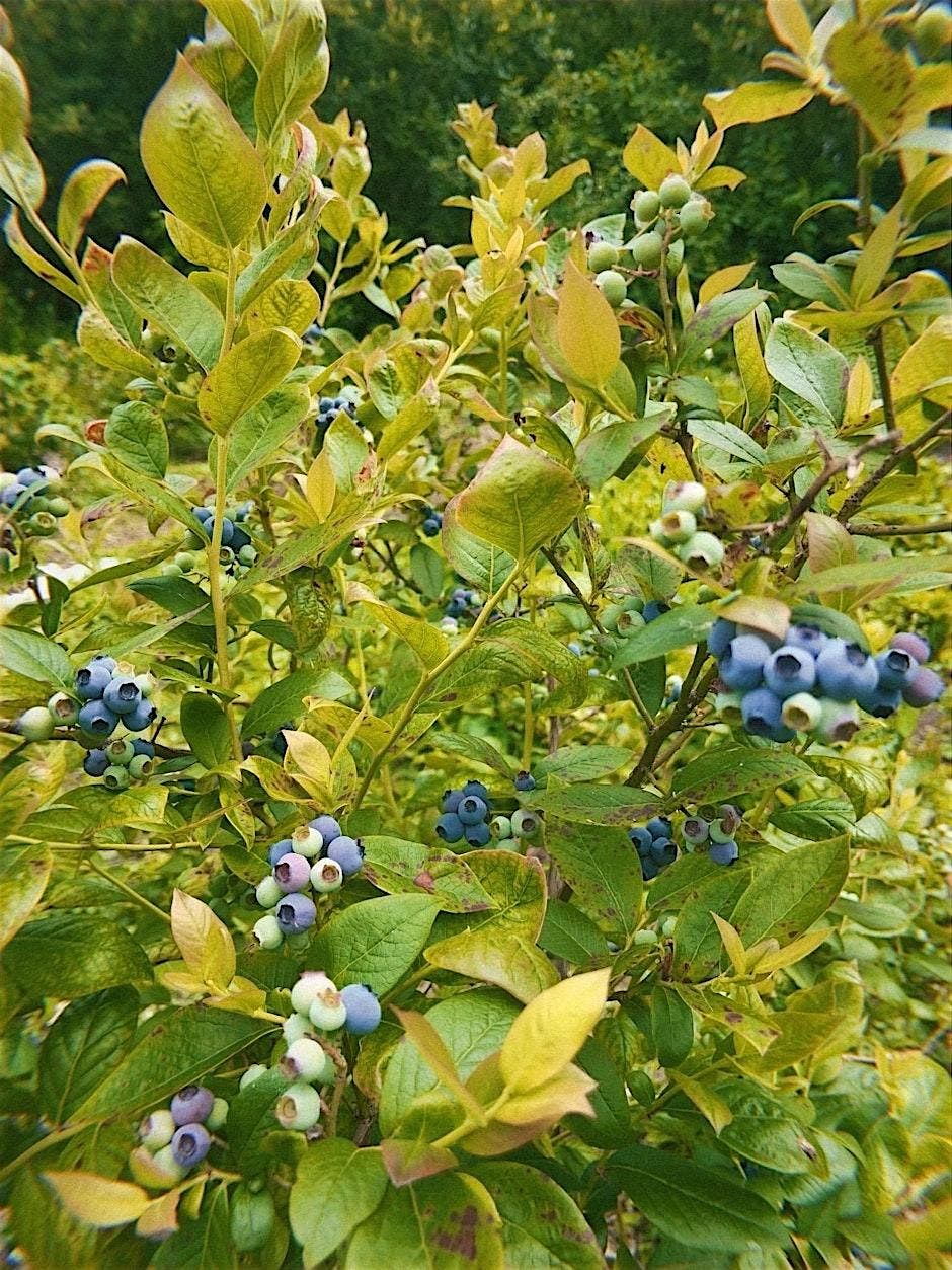 Community Work Party at the Greenline