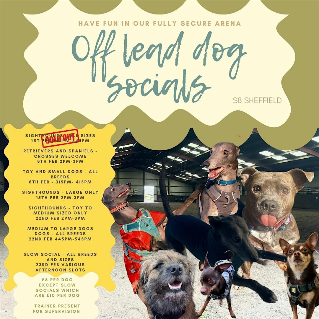 Off lead Medium and Large dog social in a fully secure arena S8