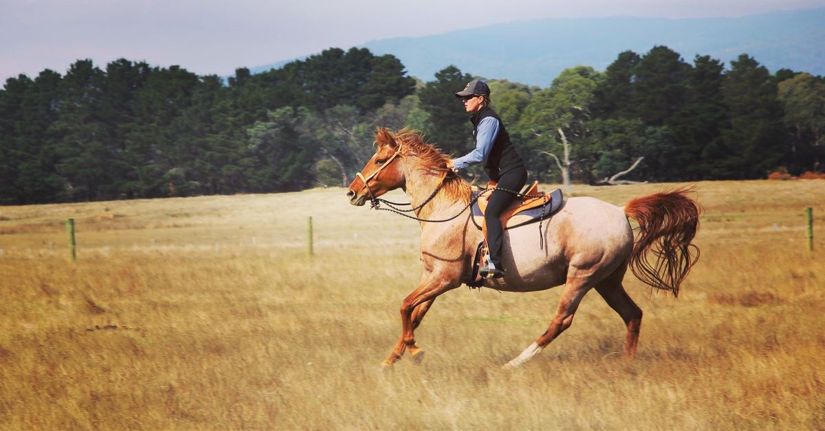 Level Up! Advancing Horsemanship Clinic