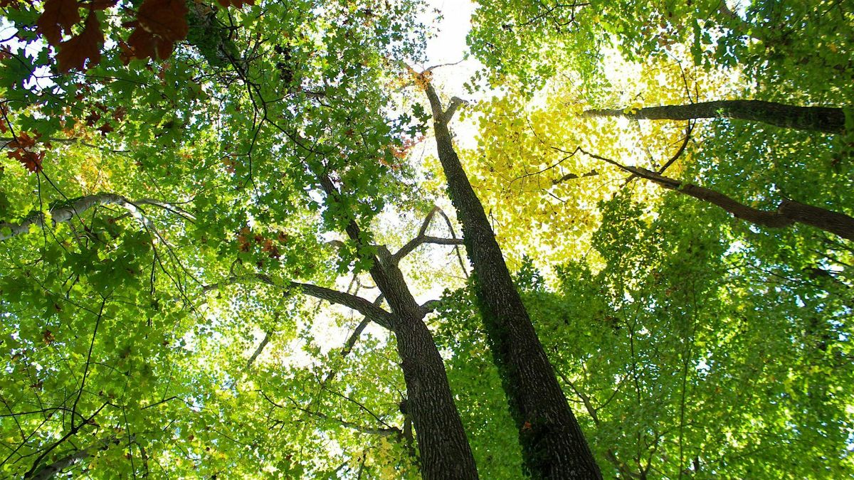 Eco-Corridor Tree Planting in Celebration of Richmond Tree Week