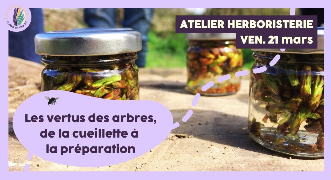 Atelier herboristerie : Les vertus des arbres, de la cueillette \u00e0 la pr\u00e9paration