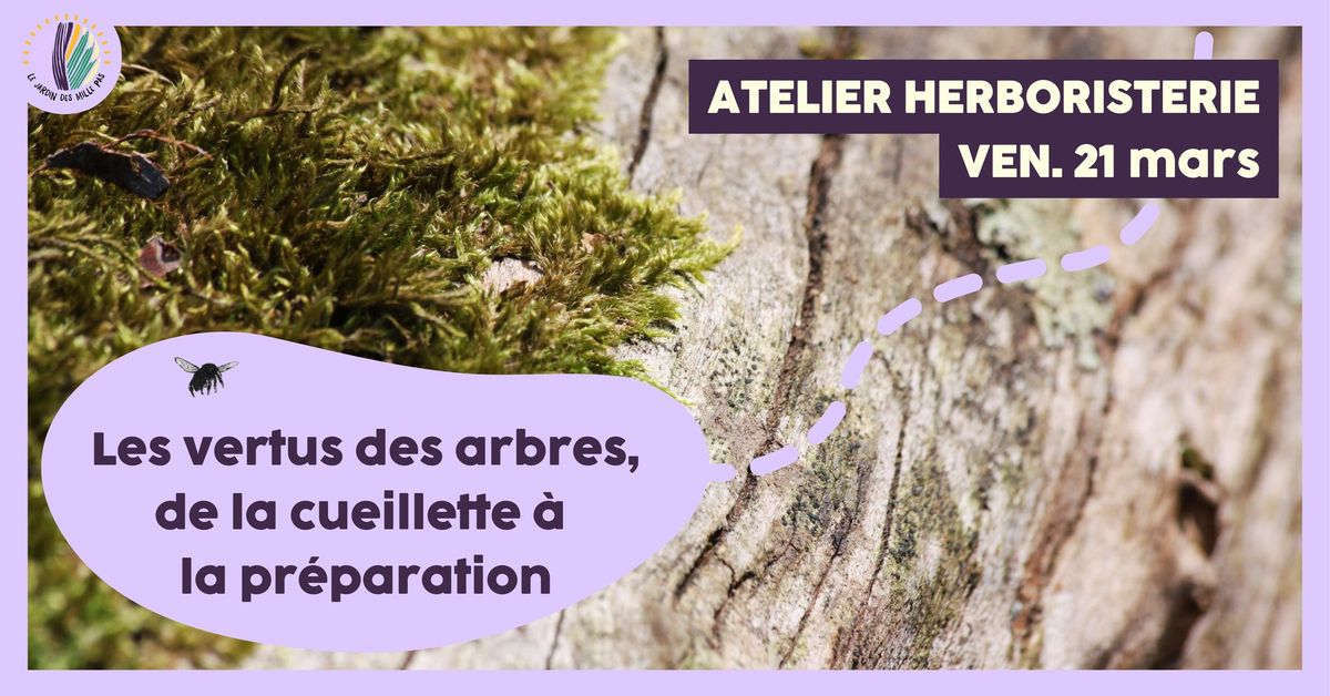 Atelier herboristerie : Les vertus des arbres, de la cueillette \u00e0 la pr\u00e9paration